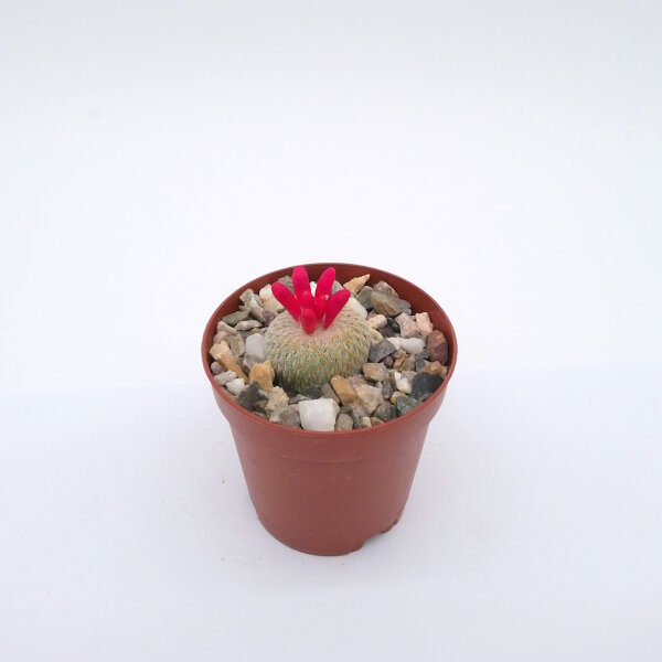 Epithelantha micromeris
