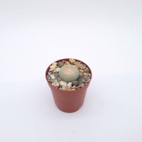 Epithelantha micromeris