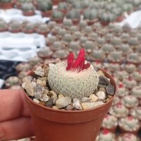 Epithelantha micromeris