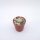 Epithelantha micromeris