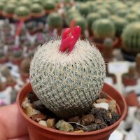Epithelantha micromeris L 737