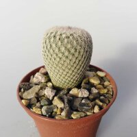 Epithelantha micromeris L 737