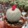 Epithelantha micromeris L 737