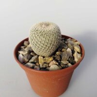 Epithelantha micromeris SB 063