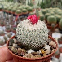 Epithelantha micromeris SB 454