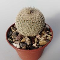 Epithelantha micromeris SB 454
