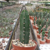 Eriocereus jusbertii