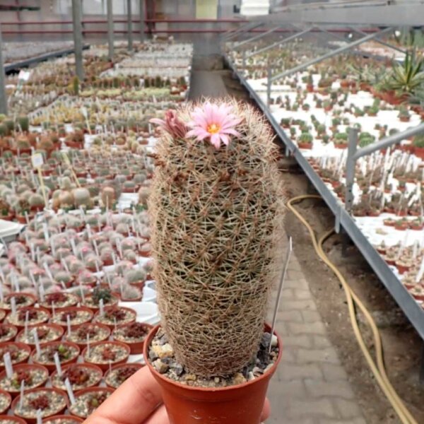 Escobaria chihuahuensis