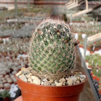Escobaria dasyacantha