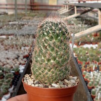 Escobaria dasyacantha