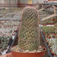 Escobaria dasyacantha