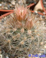 Escobaria guadalupensis