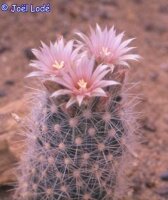 Escobaria guadalupensis