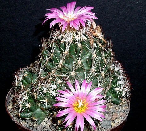 Escobaria hesteri (syn.Coryphantha)