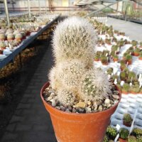Escobaria laredoi L 740