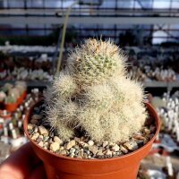 Escobaria laredoi L 740