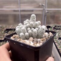 Escobaria sneedii ssp. leei SB 397  CITES, not outside EU...