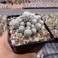 Escobaria sneedii ssp. leei SB 397  CITES, not outside EU (dw)