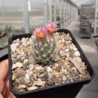 Escobaria sneedii ssp. leei CITES, not outside EU (dw)