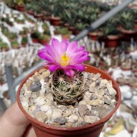 Escobaria minima CITES, not outside EU