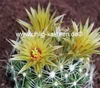 Escobaria missouriensis (syn. Coryphantha, Mammillaria,...