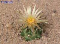 Escobaria missouriensis ssp. asperispina (syn....