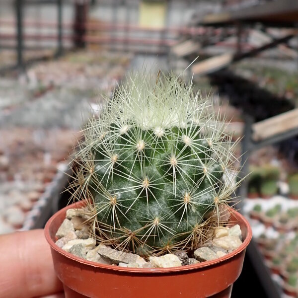 Escobaria roseana SB 277