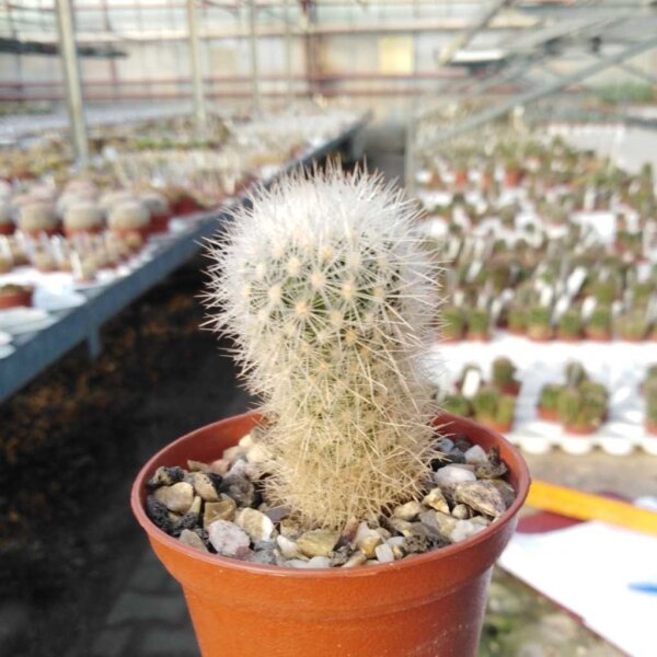 Escobaria sandbergii