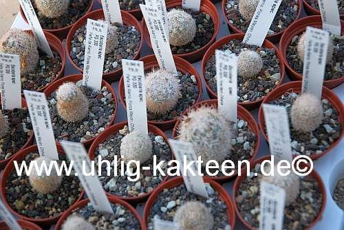 Escobaria spec. PG 330