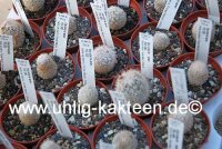 Escobaria spec. PG 330