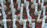 Escobaria spec. PG 330