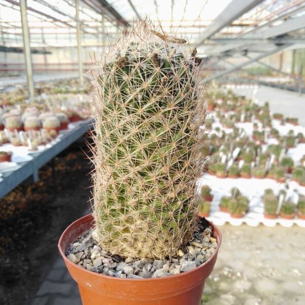 Escobaria strobiliformis