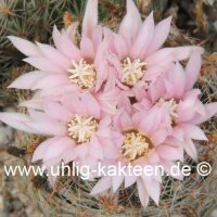 Escobaria strobiliformis
