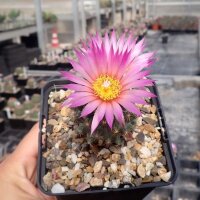 Escobaria vivipara v. arizonica (dw)