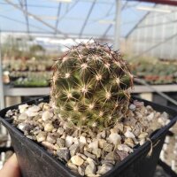 Escobaria vivipara v. arizonica (dw)