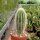 Espostoa guentheri
