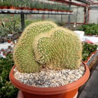 Espostoa guentheri cristata