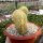 Espostoa guentheri cristata