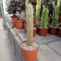 Espostoa lanata