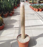 Espostoa lanata
