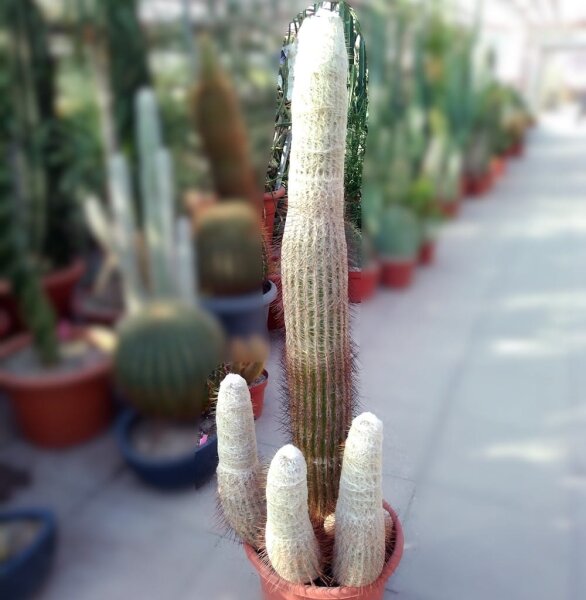 Espostoa melanostele XXL
