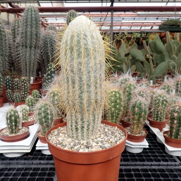 Espostoa melanostele XL