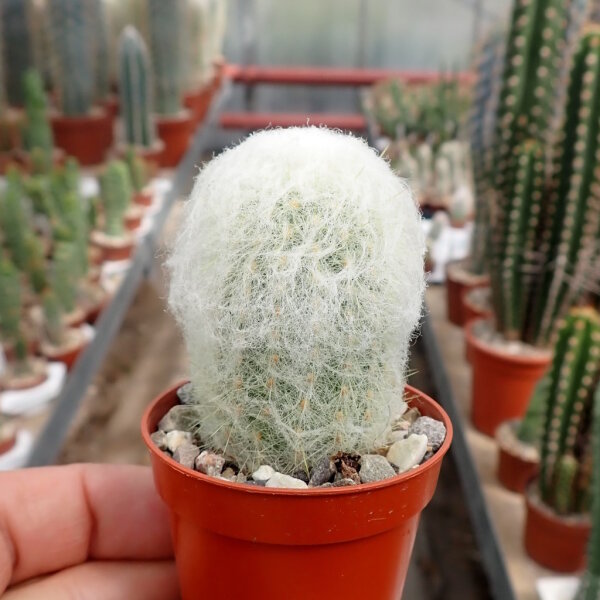 Espostoa melanostele
