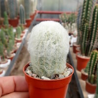 Espostoa melanostele