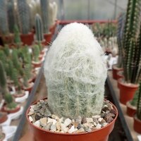 Espostoa melanostele