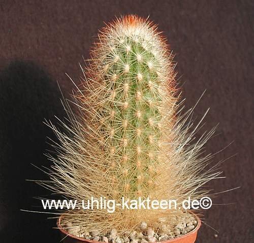 Espostoa mirabilis
