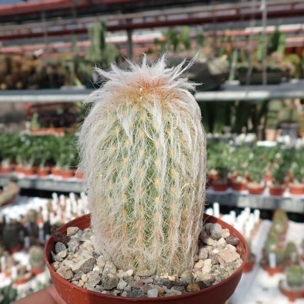 Espostoa nana Peru
