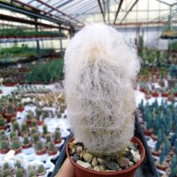 Espostoa nana Peru