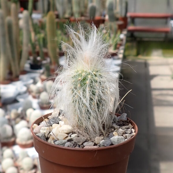 Espostoa ritteri