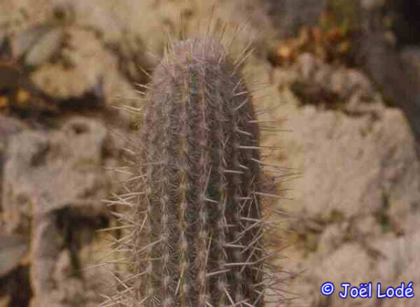 Espostoa spec.